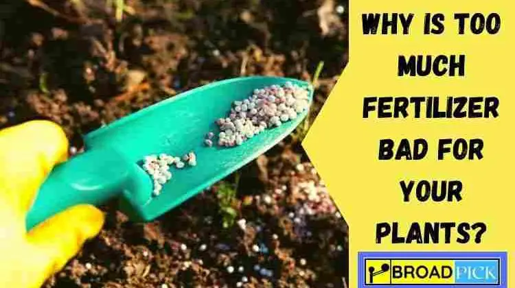 Why Is Too Much Fertilizer Bad for Your Plants?