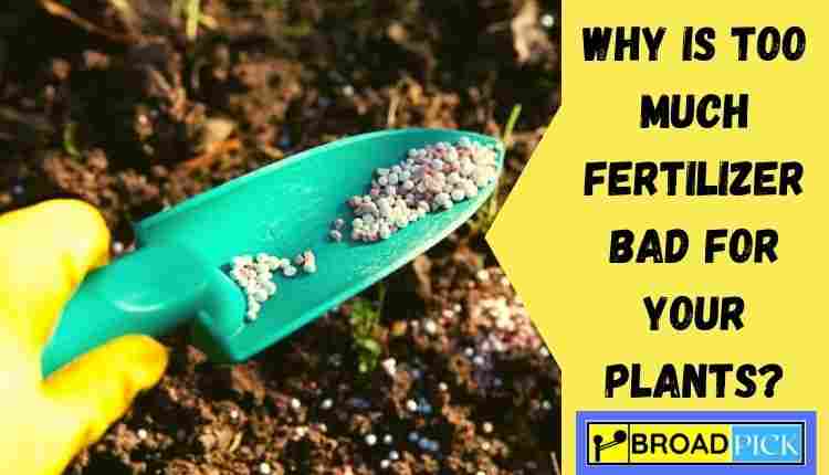 Why Is Too Much Fertilizer Bad for Your Plants?