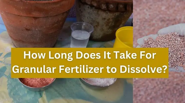 How-Long-Does-It-Take-For-Granular-Fertilizer-to-Dissolve