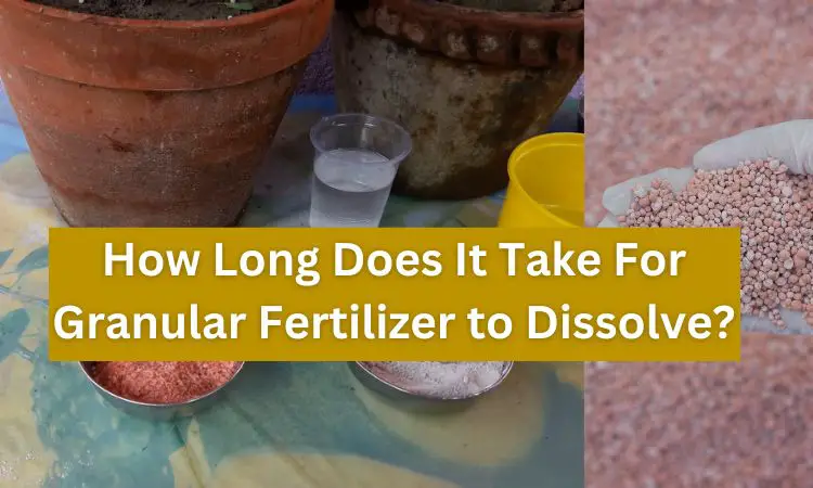 How Long Does It Take For Granular Fertilizer to Dissolve?