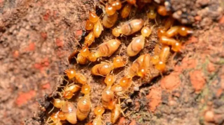 How to get rid of termites in garden