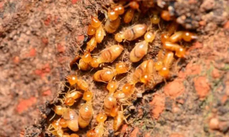 How to get rid of termites in garden