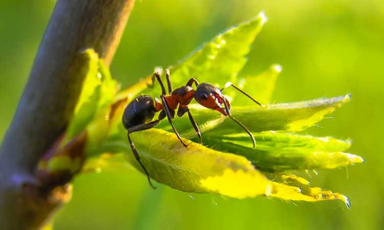 How to Get Rid of Ants in Garden Without Killing Plants? ( 14 Categorized Method)