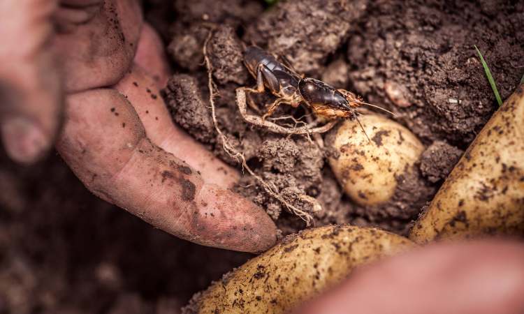 How to Get Rid of Mole Crickets in Vegetable Garden? (Best 5 Method)