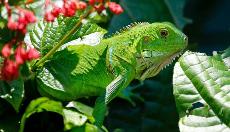 How-to-Keep-Iguanas-Out-of-Your-Vegetable-Garden_-Top-10-Proven-Methods