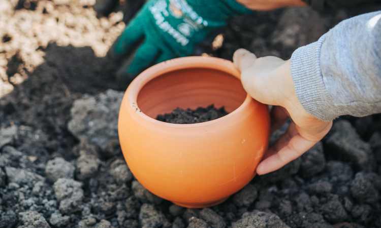 Can I Use Compost As Potting Soil? ( Gardener Advice)