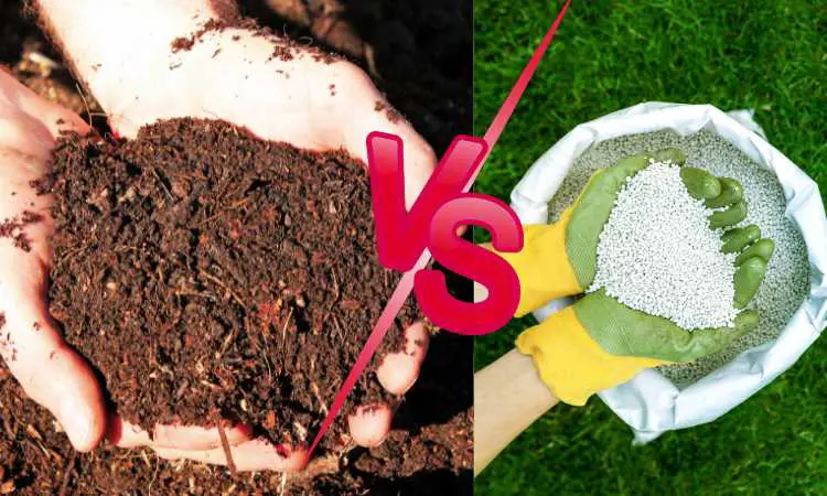 Do I Need Fertilizer If I Use Compost? (Agriculturist Thought)