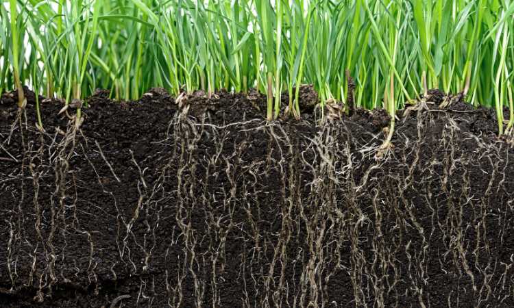 What Does Fertilizer Do For Grass? ( Agronomist Viewpoint )