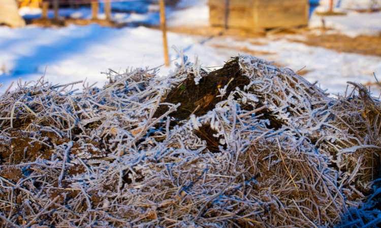 How To Speed Up Compost In Winter? (5 Way To Do)
