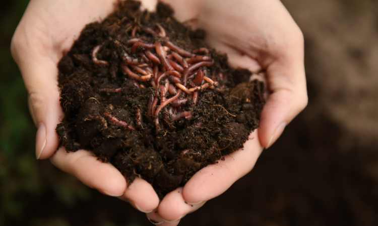 What Nutrients Are In Worm Castings? ( With Reference)