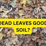 Are Dead Leaves Good For Soil