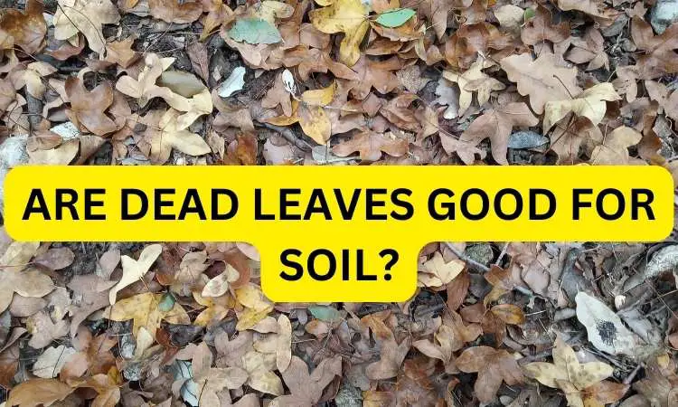 Are Dead Leaves Good For Soil? (Informed Stat)