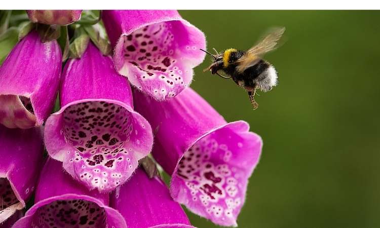 How to Attract Pollinators to Vegetable Garden? ( Top 7 Proven Way  )