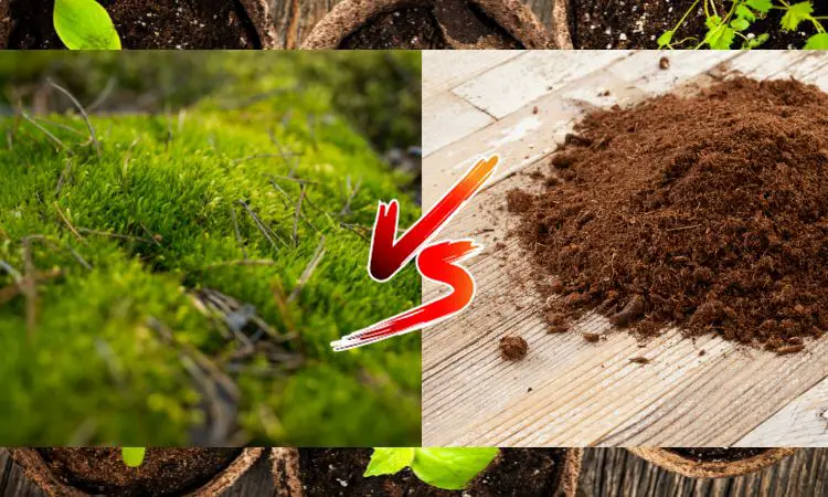 What is the difference between Compost Vs Peat Moss?