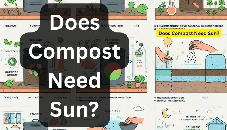 Does Compost Need Sun? ( Role of Sunlight )