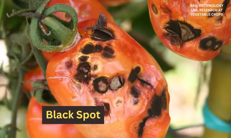 how-to-get-rid-of-black-spot-on-tomatoes-broadpick