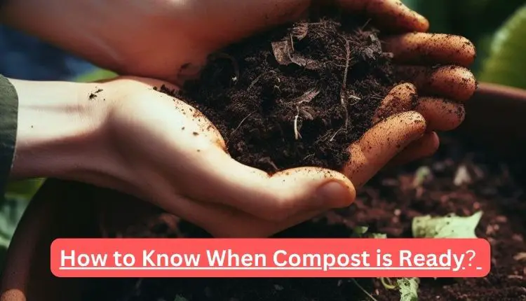 How to Know When Compost is Ready? ( A Foolproof Guide)