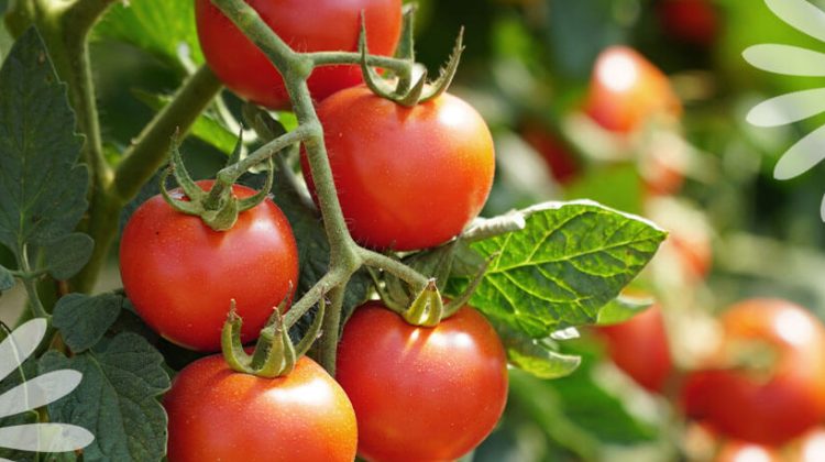 5 Secrets To Grow More Flavorful Tomatoes