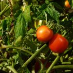 7 Common Tomato Stem Problems & How To Fix Them