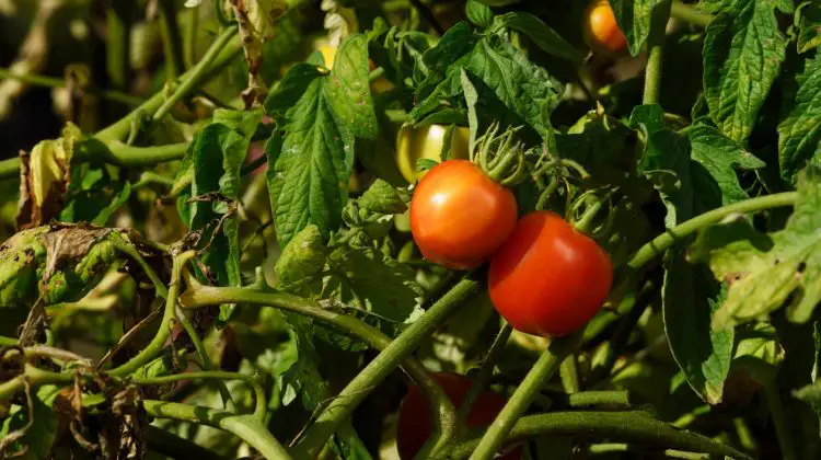 7 Common Tomato Stem Problems & How To Fix Them