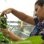 7 Tomato Pests That Will Destroy Your Tomato Plants