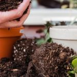 Can-You-Plant-in-Compost-Secret-Benefits