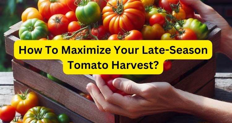 How To Maximize Your Late-Season Tomato Harvest? (Tips For Abundant ...