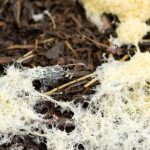 Is-Mold-in-My-Compost-Dangerous