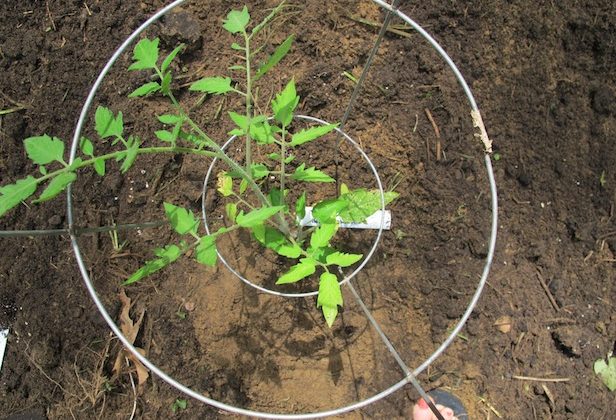Are Tomato Plants Deer-Resistant