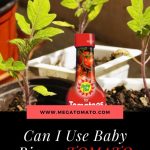 Can I Use Baby Bio on Tomato Plants