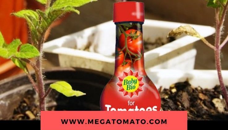 Can I Use Baby Bio on Tomato Plants