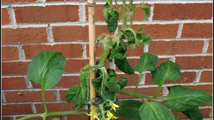 Can You Use Multi-Purpose Compost for Tomato Plants