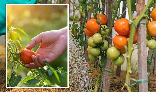 Does Aspirin Really Help Tomato Plants