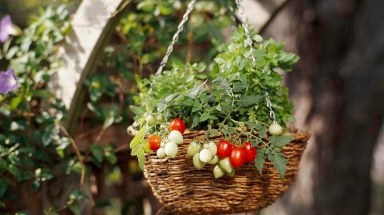 Hanging Basket Tomatoes