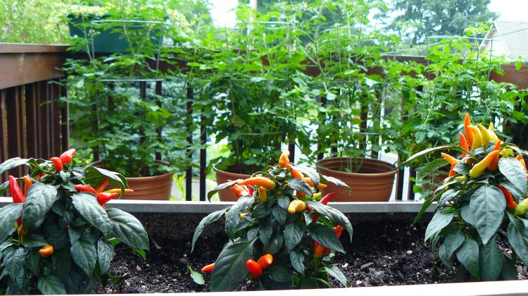How To Grow Tomatoes In Small Spaces