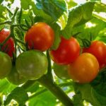 How To, How Often & How Much Watering Tomato Plants