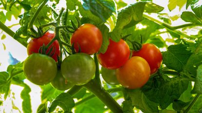 How To, How Often & How Much Watering Tomato Plants