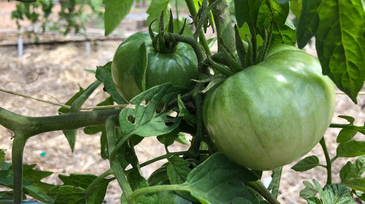 How To Protect Tomato Plants From Extreme Heat