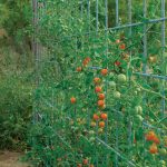 Staking Vs Caging Tomato Plants – Which is Better