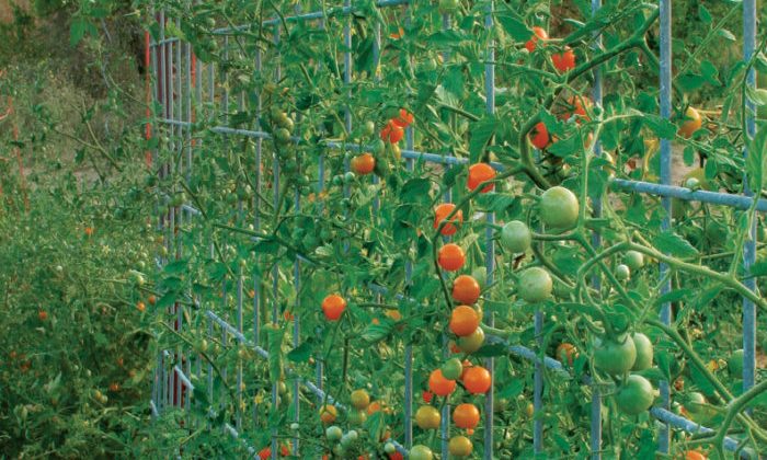 Staking Vs Caging Tomato Plants – Which is Better