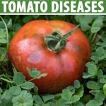 10 Most Affecting Tomato Plant Diseases: Identify, Cause, Prevent, Treat ( Natural And Chemical)