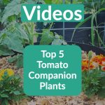 Best Tomato Companion Plants