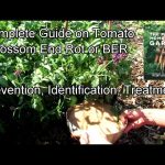 Blossom End Rot: Identifying, Treating & Preventing It