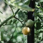 Grow Tomatoes In Raised Beds