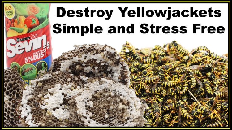 How Long Does It Take for Sevin Dust to Kill Yellow Jackets