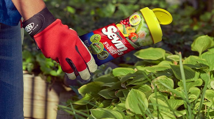 How to Apply Sevin Dust to Tomato Plants