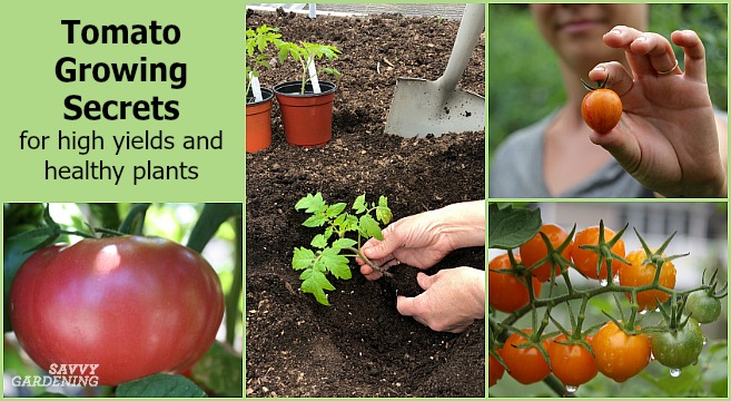 How To Choose The Best Tomato Varieties For Your Garden