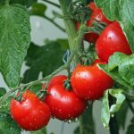 How to Fertilize Tomato Plants for the Best Harvest Ever
