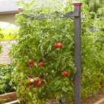 How To Properly Tie & Support Tomato Plants