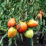 How to Save Tomato Plants From Too Much Rain
